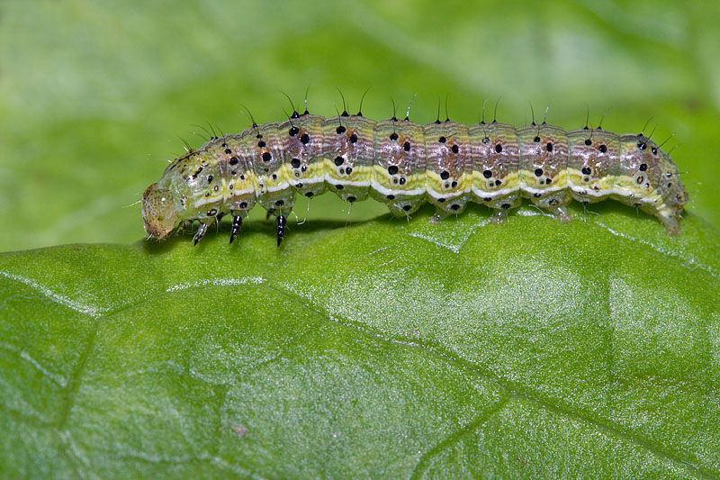 Bruco di Helicoverpa armigera